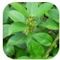 Gymnema Sylvestre